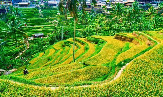 德哥拉朗梯田 Telagalang Rice Terrace